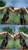 Photo №1. dobermann - à vendre en ville de Belgrade | négocié | Annonce №113900