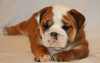 Photo №1. bulldog anglais - à vendre en ville de Berlin | 150€ | Annonce №109282