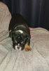 Photo №2 de l'annonce № 92685 de la vente bulldog anglais - acheter à USA éleveur