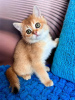 Photo №1. british shorthair - à vendre en ville de Yonkers | 189€ | Annonce № 84058