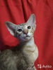 Photos supplémentaires: Les chatons d'Orica