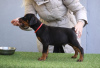 Photo №3. Chiots Dobermann. Serbie