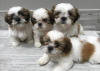 Photo №1. shih tzu - à vendre en ville de Nuremberg | Gratuit | Annonce №83082