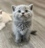 Photo №2 de l'annonce № 122110 de la vente british shorthair - acheter à USA annonce privée