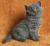 Photo №1. british shorthair - à vendre en ville de Fredericksburg | 300€ | Annonce № 98186