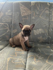 Photo №4. Je vais vendre bouledogue en ville de Zrenjanin. annonce privée - prix - négocié