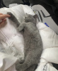 Photo №4. Je vais vendre british shorthair en ville de Berlin. annonce privée, éleveur - prix - 300€