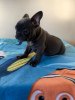 Photo №1. bouledogue - à vendre en ville de Long Eaton | 400€ | Annonce №115330