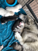 Photos supplémentaires: Chiots Husky Sibérien vaccinés avec pedigree à vendre