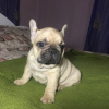 Photo №4. Je vais vendre bouledogue en ville de Нежин.  - prix - 328€