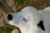 Photos supplémentaires: Un charmant petit chien - un étranglement yakut
