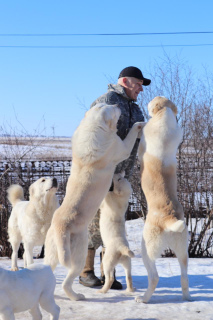 Photos supplémentaires: Chiots de berger d'Asie centrale