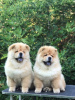 Photos supplémentaires: Chow Chow, de merveilleux chiots