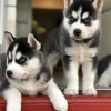 Photo №1. husky de sibérie - à vendre en ville de Афины | négocié | Annonce №42037