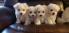 Photo №1. bichon maltais - à vendre en ville de Forssa | Gratuit | Annonce №110676