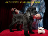 Photo №3. Chiots de terrier noir russe. Ukraine