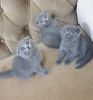 Photo №1. scottish fold - à vendre en ville de Амстердам | négocié | Annonce № 75591