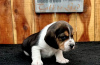 Photo №1. beagle - à vendre en ville de Веймар | 400€ | Annonce №97187