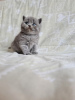 Photo №3. Chaton British Shorthair de 12 semaines.. Grèce