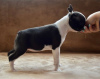 Photo №3. Chiots Boston Terrier. Serbie