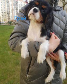 Photo №2 de l'annonce № 6450 de la vente cavalier king charles spaniel - acheter à Biélorussie éleveur