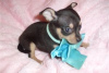 Photo №3. Adorables chiots Chihuahua en adoption gratuite. Allemagne