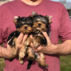 Photo №2 de l'annonce № 42919 de la vente yorkshire terrier - acheter à Allemagne annonce privée