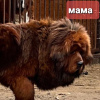 Photo №2 de l'annonce № 35880 de la vente dogue du tibet - acheter à Fédération de Russie annonce privée, éleveur