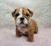 Photo №1. bulldog anglais - à vendre en ville de Freiburg im Breisgau | Gratuit | Annonce №105439