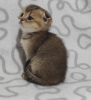 Photo №1. scottish fold - à vendre en ville de Krivoy Rog | 248€ | Annonce № 11426