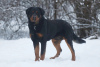 Photo №3. Les Rottweiler Snickers entre de bonnes mains. Fédération de Russie