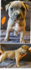 Photo №4. Je vais vendre american bully en ville de Løgstrup. annonce privée - prix - 3150€