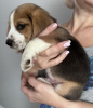 Photo №3. Chiots beagles. USA