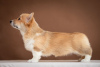 Photo №2 de l'annonce № 36386 de la vente welsh corgi - acheter à Ukraine de la fourrière