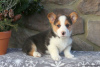 Photo №3. KC enregistré chiots Pembrokeshire Corgi 1 (281) 698-7719. USA