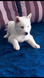 Photo №4. Je vais vendre husky de sibérie en ville de Kemerovo. annonce privée, de la fourrière, éleveur - prix - Gratuit