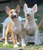 Photos supplémentaires: Chiots bull-terrier standards