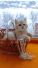 Photo №1. british shorthair - à vendre en ville de Торонто | 962€ | Annonce № 32290