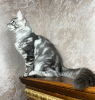 Photo №1. maine coon - à vendre en ville de Oppenheim | 400€ | Annonce № 106953