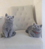 Photo №2 de l'annonce № 108600 de la vente british shorthair - acheter à Allemagne annonce privée, de la fourrière, de l'abri, éleveur