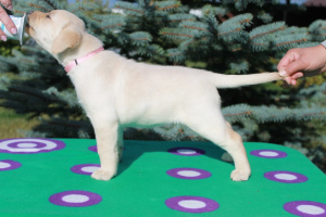 Photo №3. Top labrador de russie. Fédération de Russie