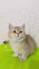 Photo №1. british shorthair - à vendre en ville de Berlin | 577€ | Annonce № 32960