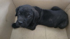 Photo №1. cane corso - à vendre en ville de Tachkent | 189€ | Annonce №110552