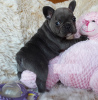 Photo №3. Adorables chiots bouledogue français en adoption gratuite. Allemagne