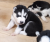 Photo №2 de l'annonce № 107763 de la vente husky de sibérie - acheter à La finlande annonce privée