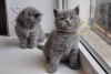 Photo №2 de l'annonce № 126531 de la vente british shorthair - acheter à Espagne annonce privée, éleveur