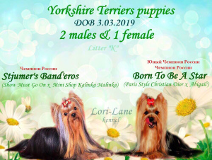 Photos supplémentaires: Chiots Yorkshire Terrier