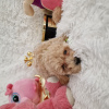 Photos supplémentaires: Maltipoo fb1 BellaQueen