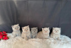 Photo №1. british shorthair - à vendre en ville de Салоники | Gratuit | Annonce № 117290