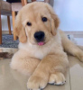 Photo №1. golden retriever - à vendre en ville de Debrecen | Gratuit | Annonce №83827